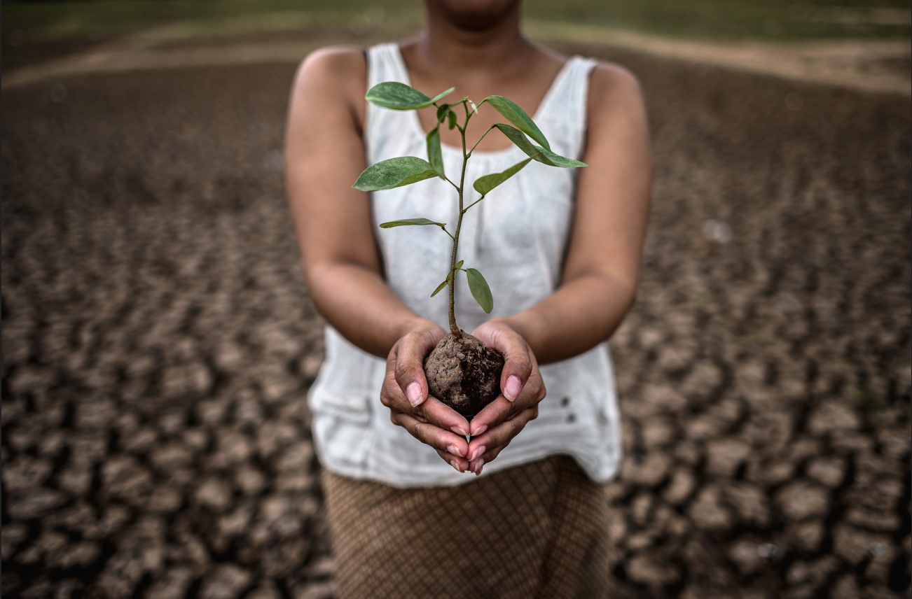 The Power of Trees: Why Planting a Single Tree Can Change the World