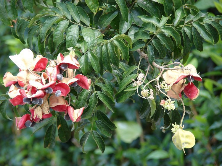 Indigenous Trees: Kenya’s Natural Climate Defenders.